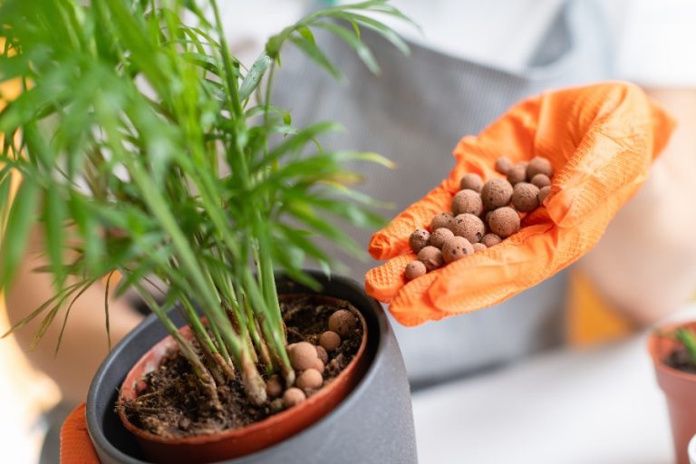 Jardinier appliquant un engrais granulé au pied d’un palmier adulte dans un jardin tropical