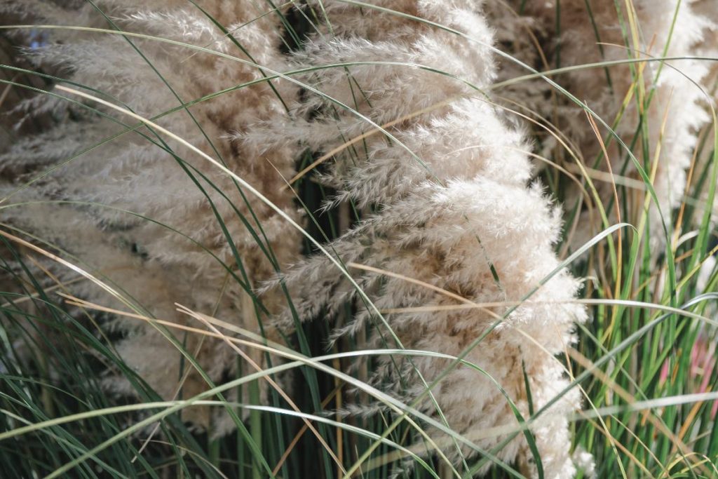Des herbes de la pampa dans le jardin