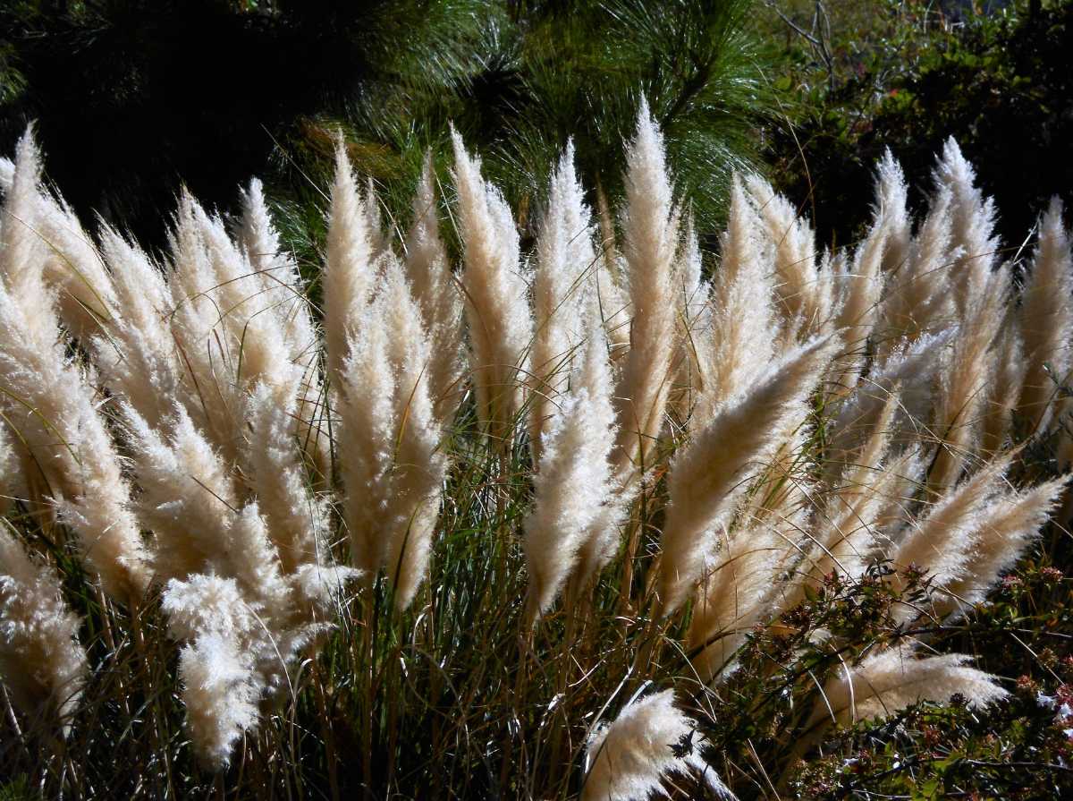 Pourquoi mon herbe de la pampa ne fait pas de plumeaux ?