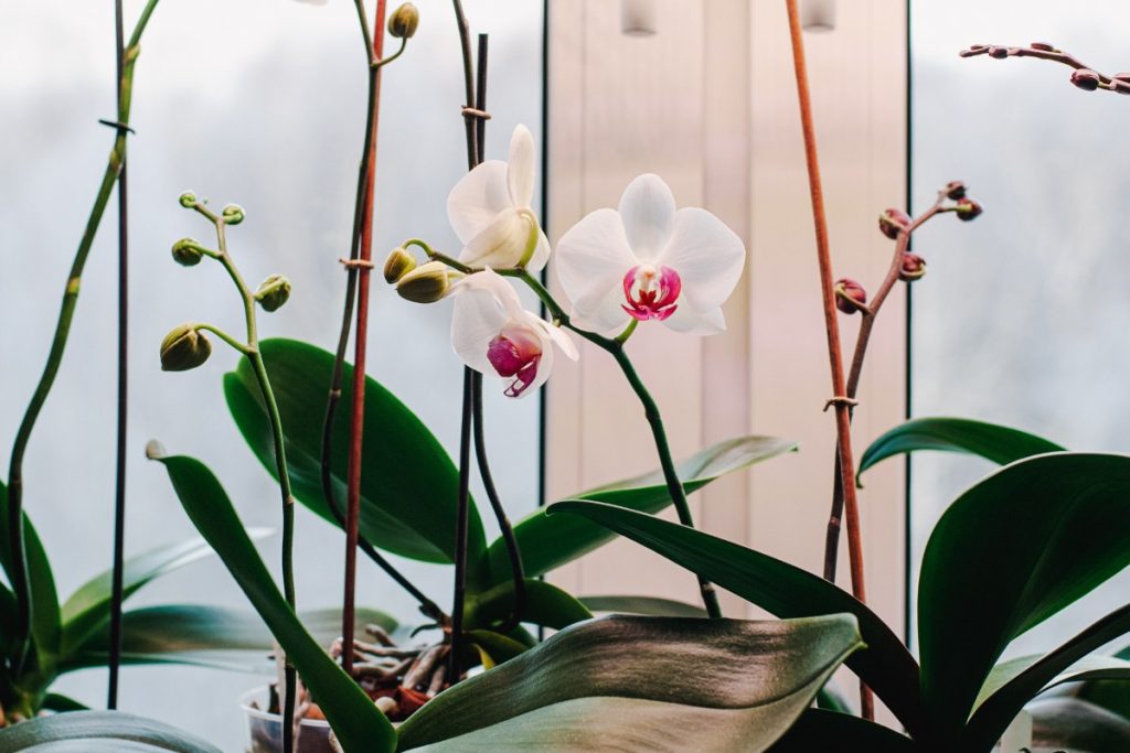 Des orchidées en pleines floraisons