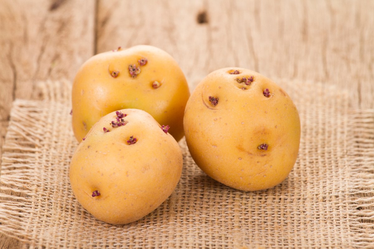 Peut-on manger une pomme de terre avec des taches noires ?