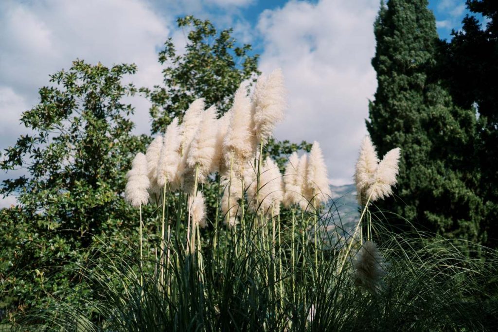 Des herbes de la pampa qui fleuries