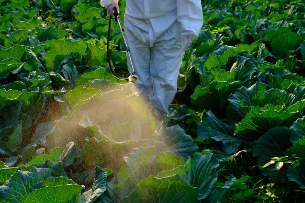 Un homme utilisant des insecticides au potager