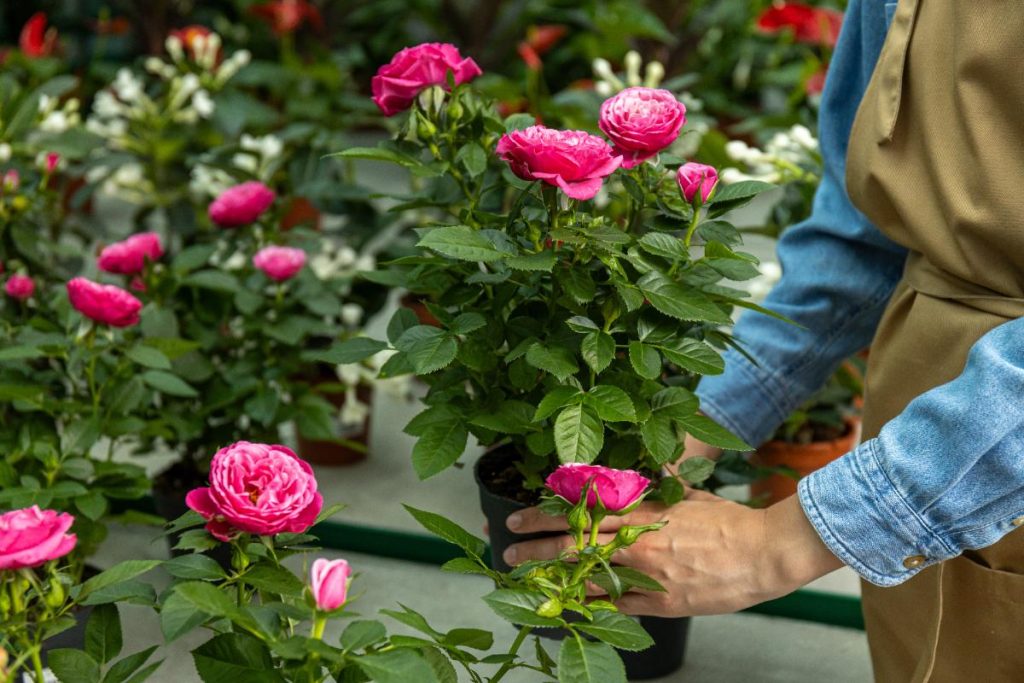 Un jardinier plantant des rosiers dans des pots