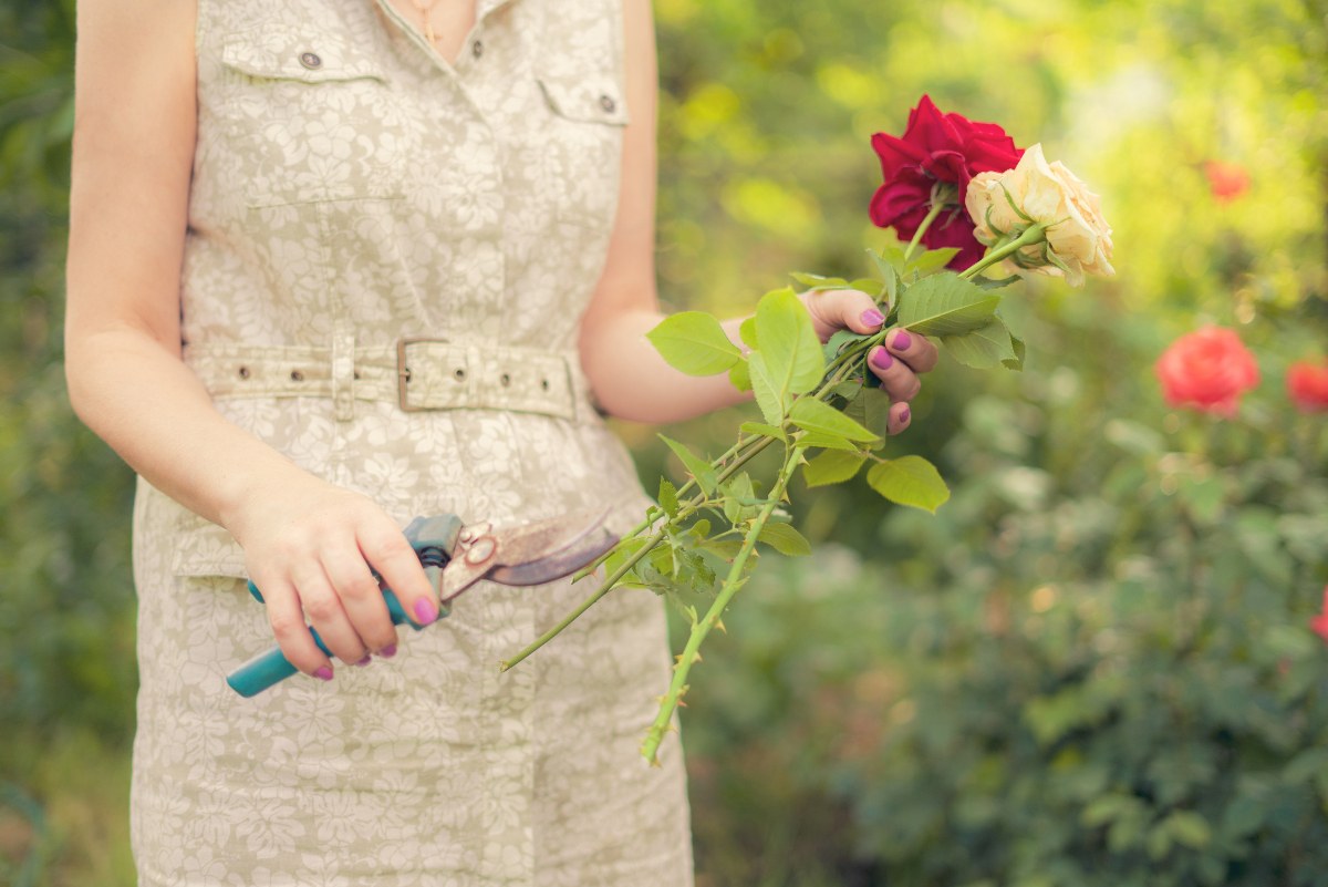 Comment bouturer une rose achetée chez le fleuriste ?