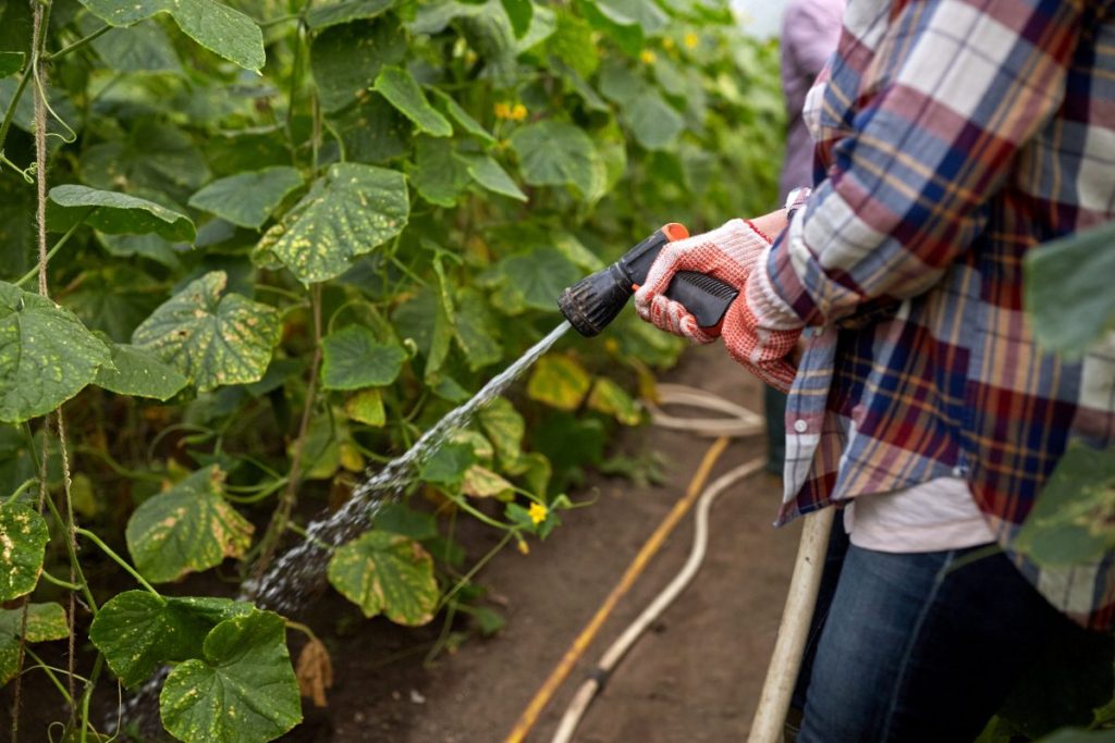 Une personne qui pulvérise son potager pour lutter contres les insectes