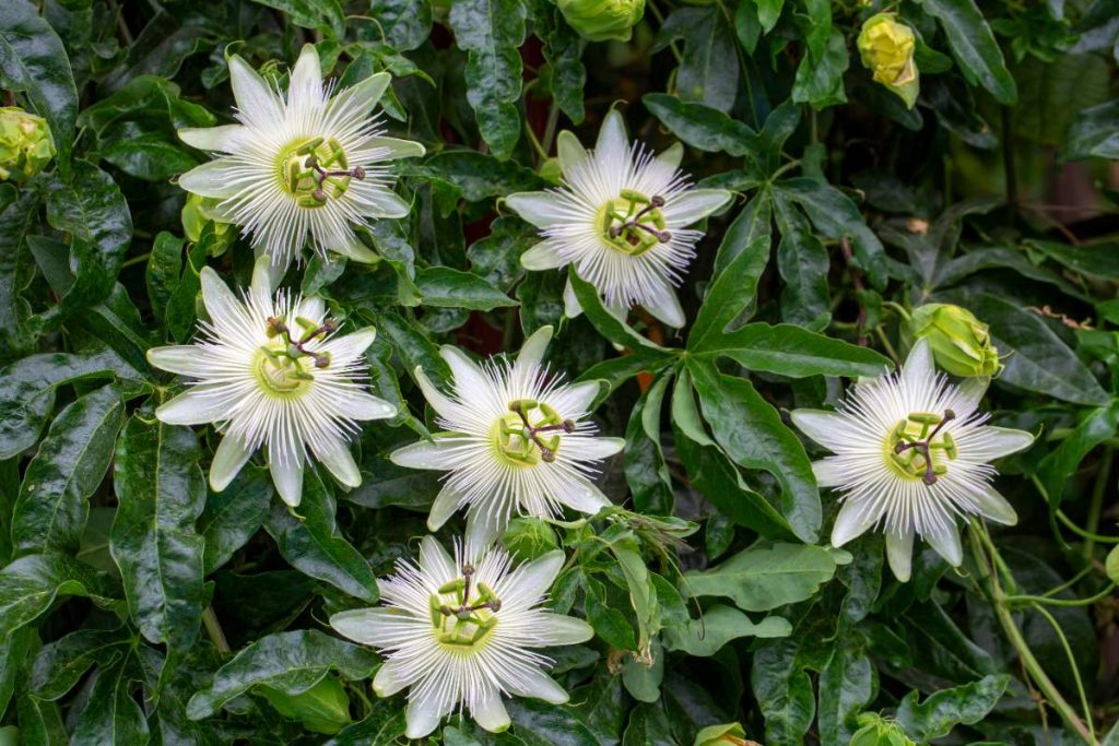 Une plante de passiflore qui fleurie